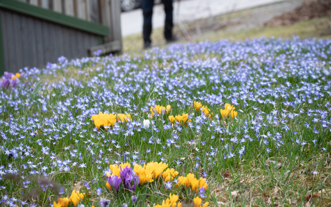 Städdag 20 april